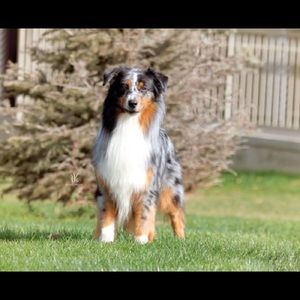 Meet your Posher, Corey